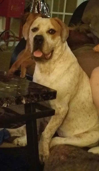 Side view - A natural drop eared white with a lot of brown ticking spots and solid brown ears bully-mastiff type dog sitting in-between a couch and a coffee table in a living room. The dog is turned and looking at the camera.