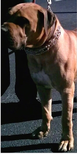 Front side view - A brown with a small amount of black and white bully-mastiff type dog wearing a prong collar standing in a parking lot looking to the left with a person next to it holding its leash.