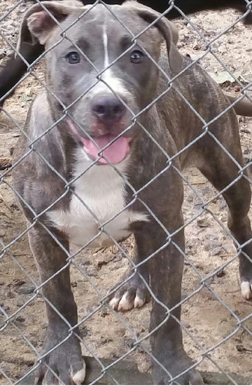 View from the front -  A blue brindle with white on its chest and tips of its paws bully-mastiff type puppy standing behind a chainlink fence looking happy with its tongue showing.