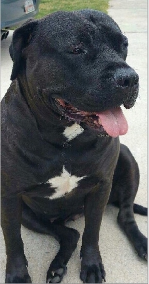 Front view - a relaxed, black bully-mastiff type dog with a white chest sitting on concrete looking to the right with its tongue showing.