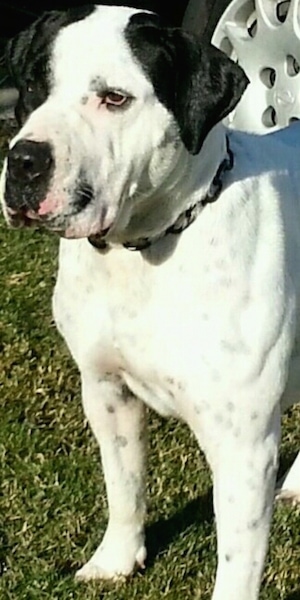 Front side view head and upper body shot - a white with black mastiff dog with drop ears standing in grass. The dog has black ticking on its white body and solid black ears with black around one eye.
