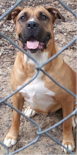 View from the front - a tan with black and white bully-mastiff type dog sitting in dirt on the other side of a chainlink fence looking forward. 