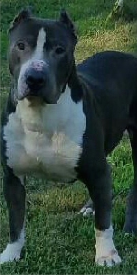 Front side view - a blue with white bully-mastiff type dog with cropped ears is standing in grass looking forward. The dog has a wide chest.