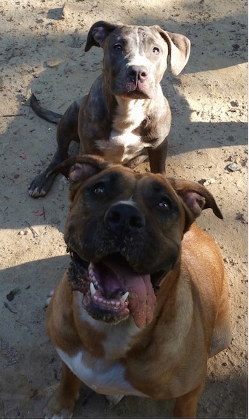 view from the front looking down at two bully-mastiff type dogs sitting in the sand, a blue and white puppy that is looking up sitting behind an adult tan with white and black dog that has its sandy tongue hanging off to the right of its mouth and is also looking up.