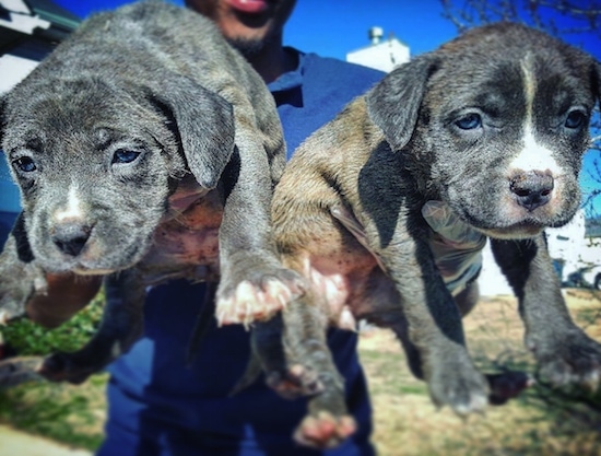 Two gray, tan with white young puppies outside being held in the air by a person in a blue shirt who has a puppy in each hand.