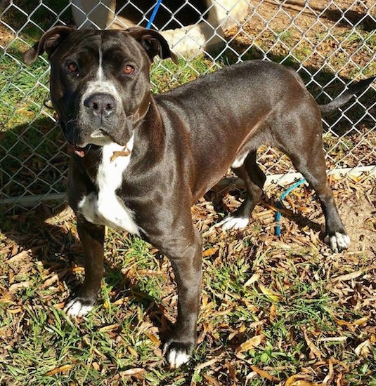Front side view - A black with white bully-masttiff type dog standing in grass in front of a chainlink fence.
