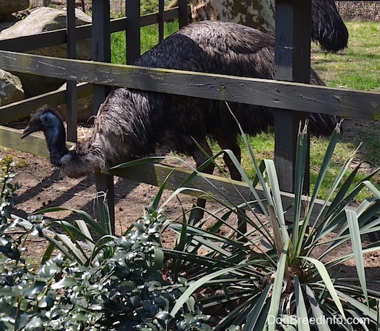 Emu poking its head through a fence