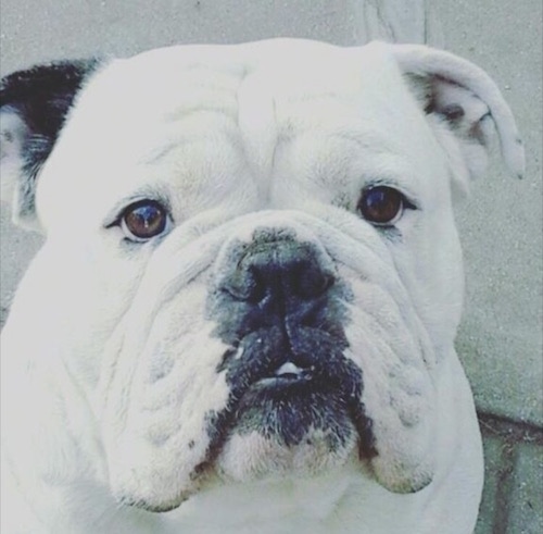 Close Up head shot - A large-headed, white with one black ear dog with wrinkles on its wide short snout, round dark eyes, a black nose and black lips. The dog has an underbite and large long lips that hang down to the sides.