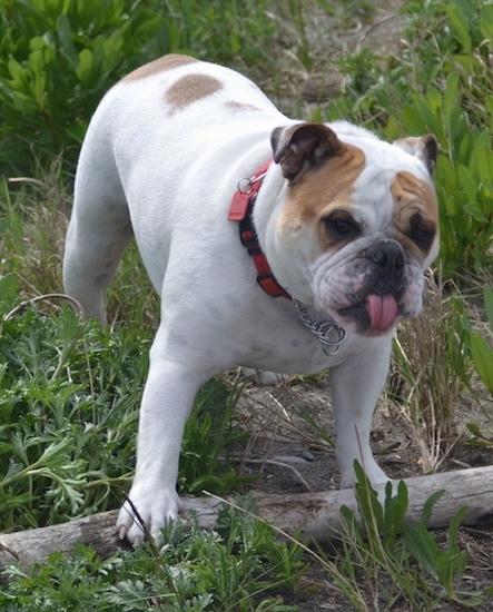 Chicklet the English Bulldog standing outside with a grassy field in the background