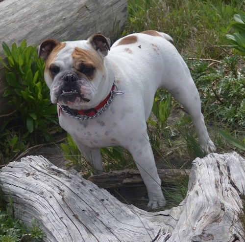 Chicklet the English Bulldog standing next to driftwood