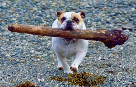 Chicklet the English Bulldog running with a large driftwood log