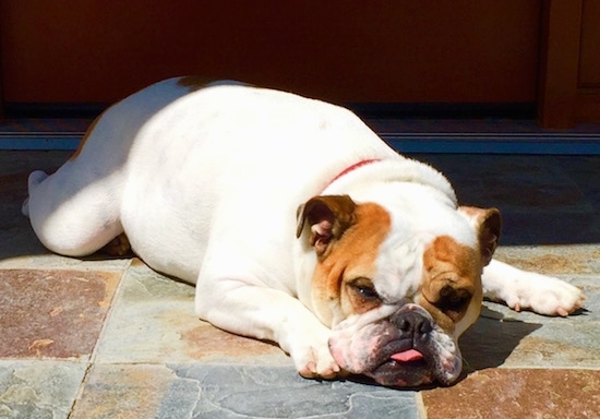 Chicklet the English Bulldog taking a nap on the stone tiled floor with her tongue out