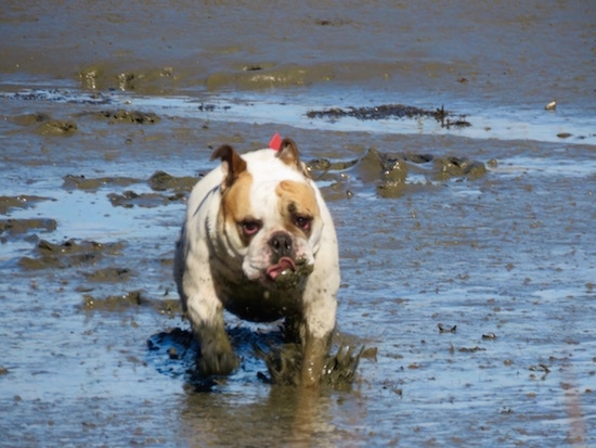 Action shot - A white and tan English Bulldog running through the mud in a swampy area.
