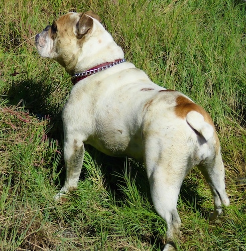 A muddy white and tan bulldog looking off into the distance in a feild.