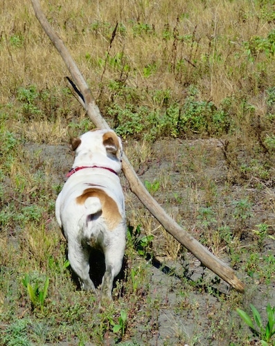 A white and tan Bulldog moving away from the camera in a field with a huge stick in its mouth