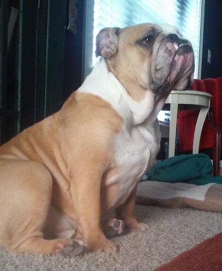 Mowgli the English Bulldog sitting on a rug and looking up