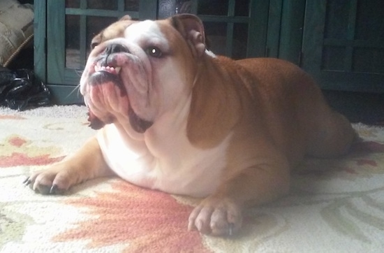 Mowgli the English Bulldog laying down on a rug with a green cabinet behind him and looking up