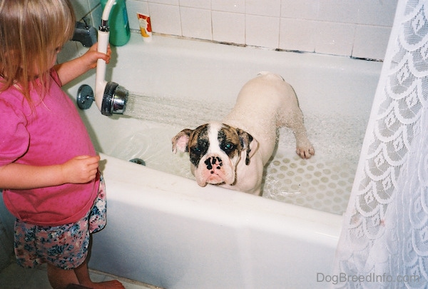 A little girl in a pink shirt and flowered pants squirting water on a white with brown brindle Bulldog who is looking over the edge inside of a white bathtub of water