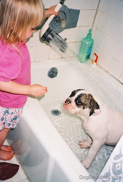 A little girl in a pink shirt squirting water on a white with brown brindle Bulldog who is inside of a bathtub of water.