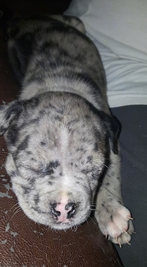 A small black, white and gray merle puppy sleeping on the floor