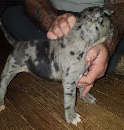 Side view of a gray merle puppy looking away from the camera with a person holding the puppy to show off her coloring