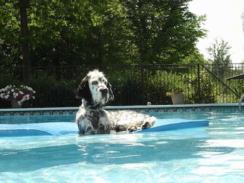 A large black and white dog laying on a blue floaty in the middle of a swimming pool with white flowers, a black pool fence and trees behind it.