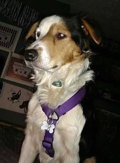 Front side view - A tan, black and white medium haired dog wearing a purple harness sitting down. 