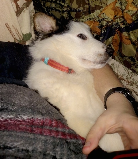 Side view - the upper half of a white with black and tan puppy wearing an orange collar sitting on a person's lap.