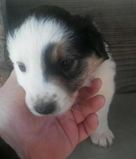 Front view head shot - a small young white, black and tan puppy with a person's hand undder its chin.