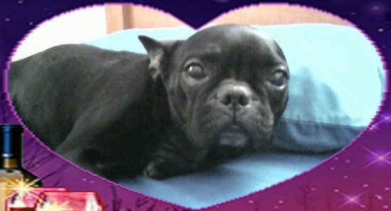 A black French Bulldog is laying on a bed. There is an overlay of a heart as a border.