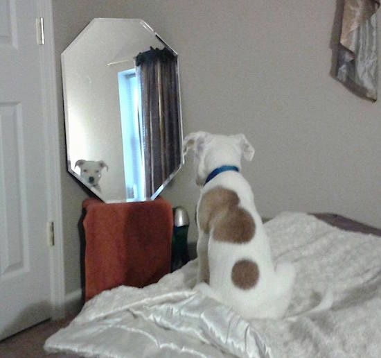 The back of a white with tan Pit Bull puppy that is sitting on a human's bed looking into a mirror.
