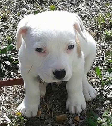 A white with tan Pit Bull puppy sitting outside and it is looking up. 