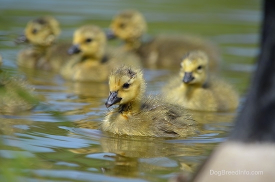 Close Up - A Flock of fuzzy, featherless gosling swimming in a pond