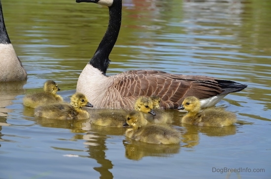 A Flock of geese in a pond with their fuzzy, featherless babies