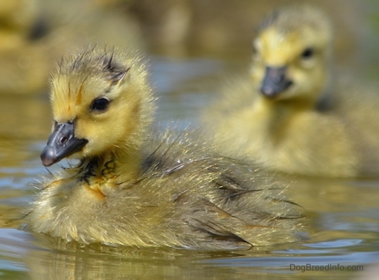 Close up - A fuzzy, featherless gosling swimming in a pond with another in the background