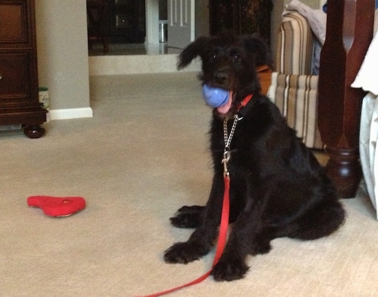 A black with white Shepadoodle puppy is sitting on a carpet and behind it is a bed. The dog has a blue ball in its mouth and it is looking forward.