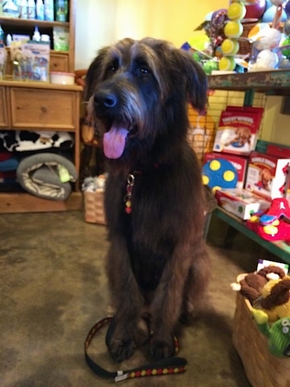 A tall, long haired, beared, dark brown with strands of tan Shepadoodle dog is sitting on a floor inside of a pet store. It is looking to the left, its mouth is open and tongue is out. It has longer hair on its eye brows and sides of its face.