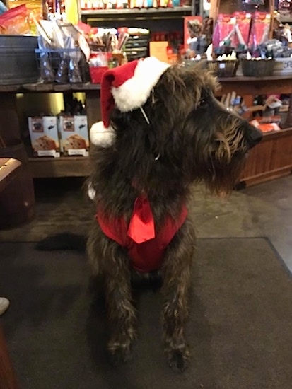A tall, beareded. longhaired dark brown with strands of tan Shepadoodle dog sitting on a rug in a pet store. The dog is wearing a Santa hat, a red vest and it is looking to the right. There are dog treats on the shelves behind it.