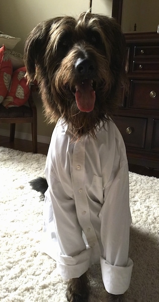 A tall, hairy dark brown with tan Shepadoodle dog is sitting on a carpet and it is wearing a dress shirt. It is looking forward, its mouth is open and its tongue is out.