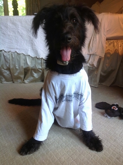 Front view - A black with white Shepadoodle puppy is sitting on a tan carpet looking forward. It is wearing a white t-shirt and there is a bed in the background behind it.