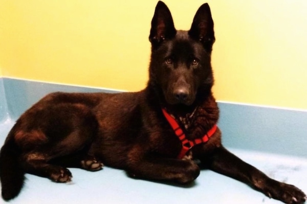 A black German Shepherd wearing a red harness on a blue floor against a yellow wall.