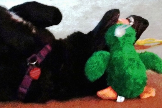 A black German Shepherd laying upside-down belly-up chewing on a green duck plush toy.