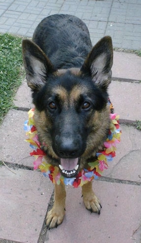 A black and tan dog standing on a flag stone walkway wearing a necklace of flowers around its neck