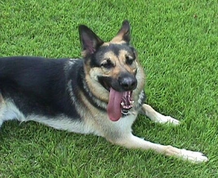 A black and tan dog laying in grass with its tongue hanging out to the side.