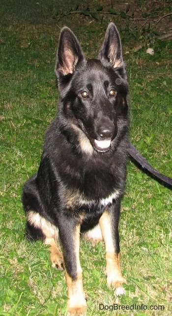 A black with tan shepherd sitting outside in the grass looking happy
