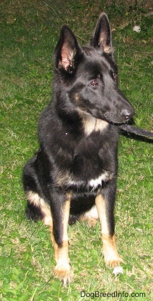 A black with tan shepherd sitting outside in the grass looking to the right