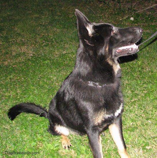 A black with tan shepherd sitting outside in the grass looking to the right wearing a prong collar while on a black leash