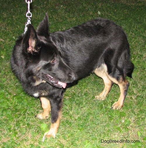 Side profile - A black with tan shepherd standing outside in the grass looking behind him with his tongue out slightly