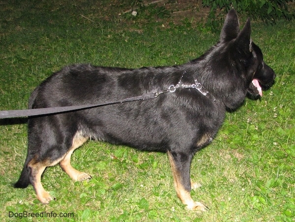 A black with tan shepherd standing outside in the grass facing the right