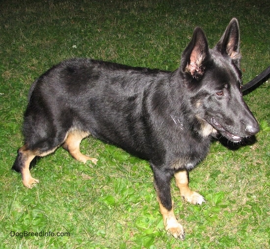 A black with tan shepherd standing outside in the grass facing to the right while on a black leash